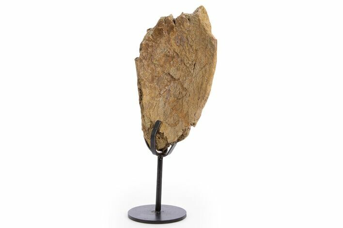 Fossil Triceratops Process Section w/ Metal Stand - South Dakota #335515